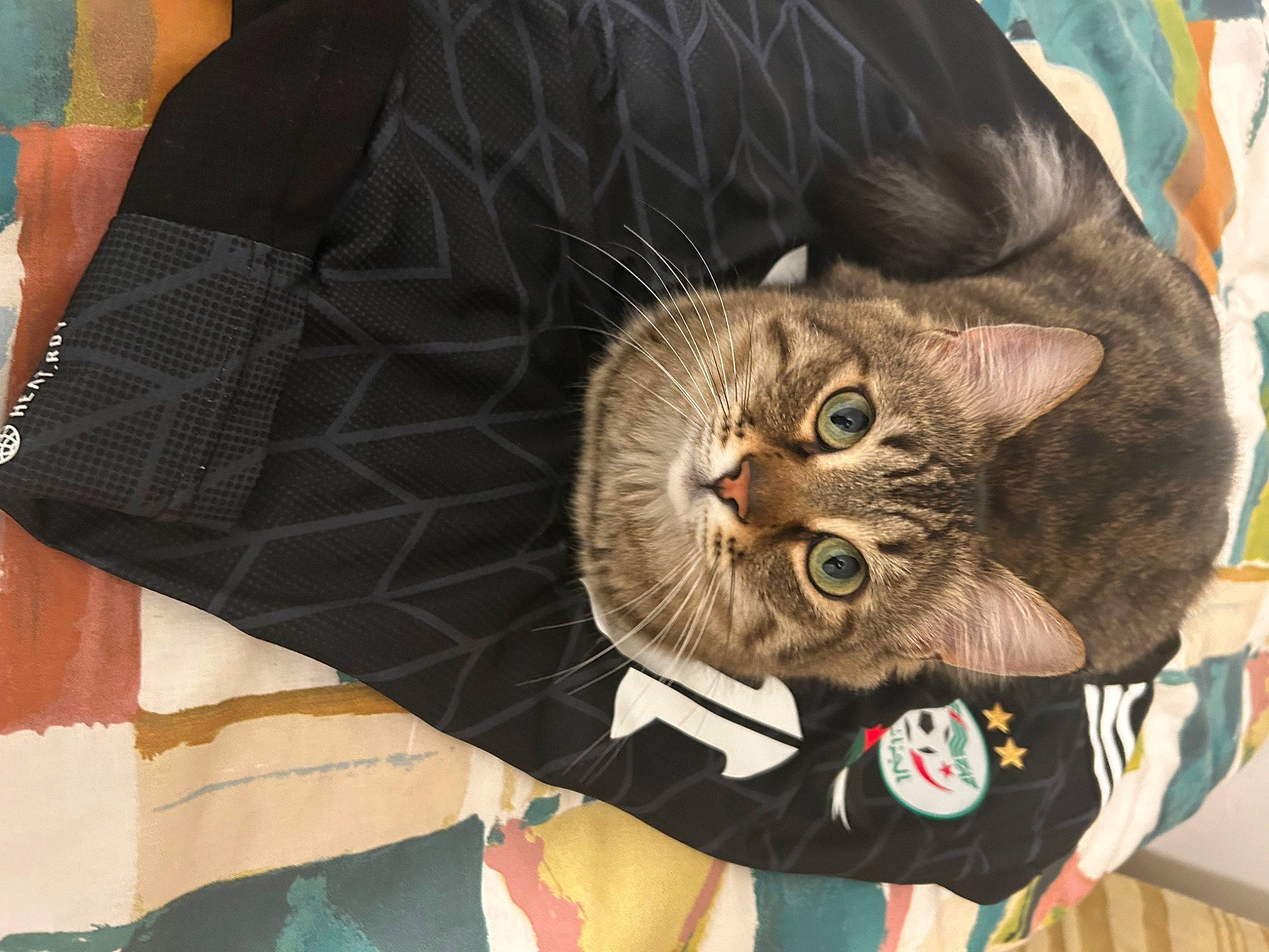 Amira a rejoint le concours — aidez-le/la à gagner de superbes lots ! brown, carnivore, cat, comfort, domestic_short_haired_cat, felidae, fur, pattern, sleeve, small_to_medium_sized_cats, snout, tail, whiskers