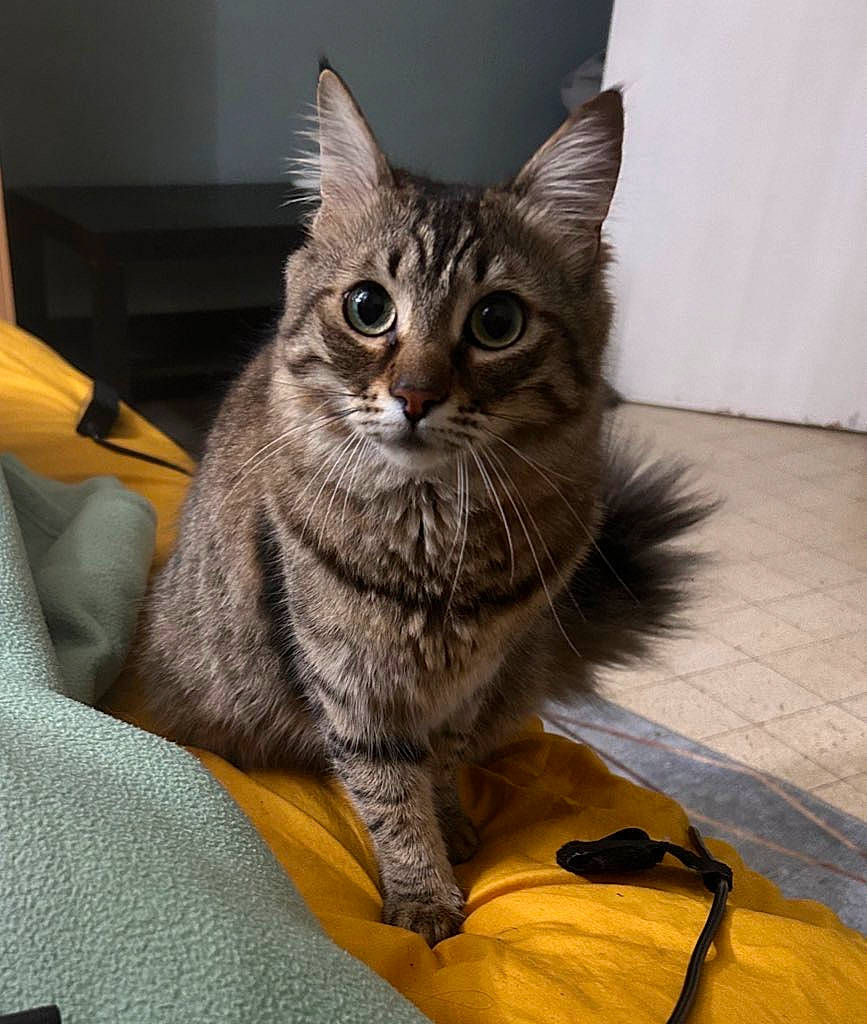 Amira a rejoint le concours — aidez-le/la à gagner de superbes lots ! carnivore, cat, claw, comfort, domestic_short_haired_cat, felidae, flooring, fur, grey, paw, sitting, small_to_medium_sized_cats, snout, tail, whiskers, window