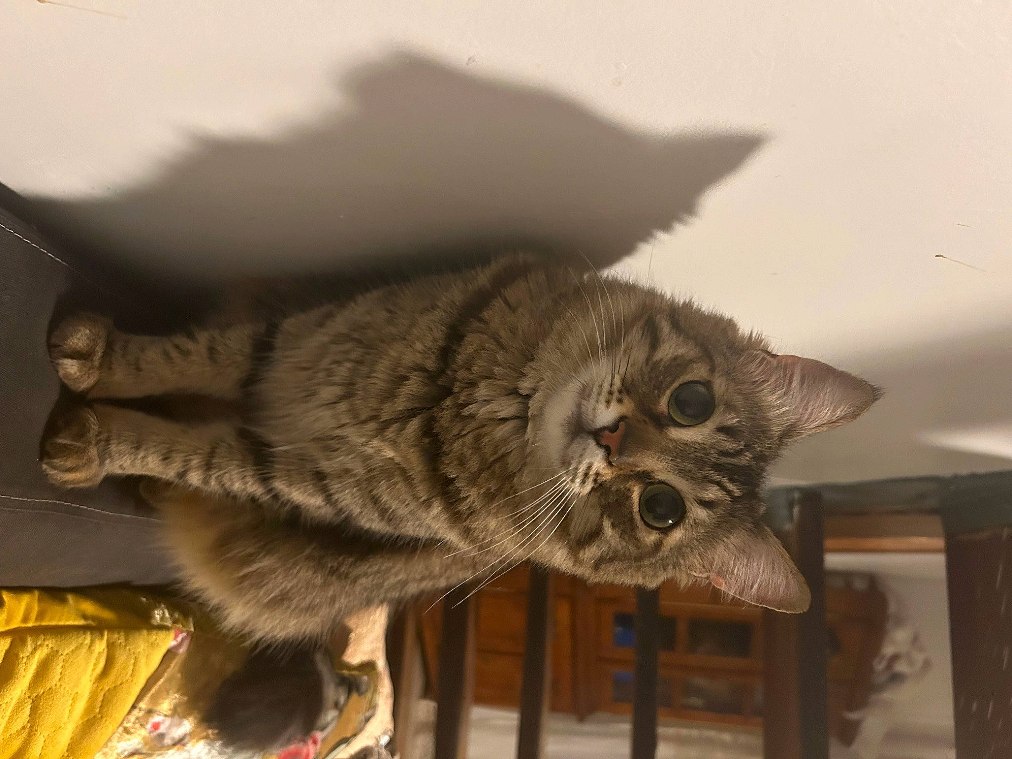 Amira participe au concours pour gagner de l'argent avec cette photo : carnivore, cat, comfort, domestic_short_haired_cat, eye, felidae, fur, paw, small_to_medium_sized_cats, snout, tail, terrestrial_animal, tree, whiskers, wood