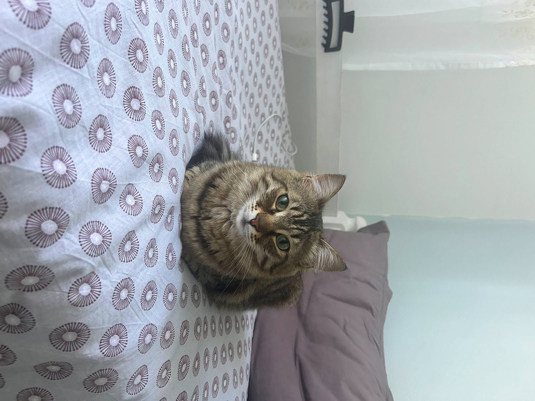 Amira participe au concours pour gagner de l'argent avec cette photo : carnivore, cat, ceiling, comfort, domestic_short_haired_cat, felidae, flooring, fur, grey, hardwood, linens, pattern, plant, room, small_to_medium_sized_cats, tail, whiskers, window, wood