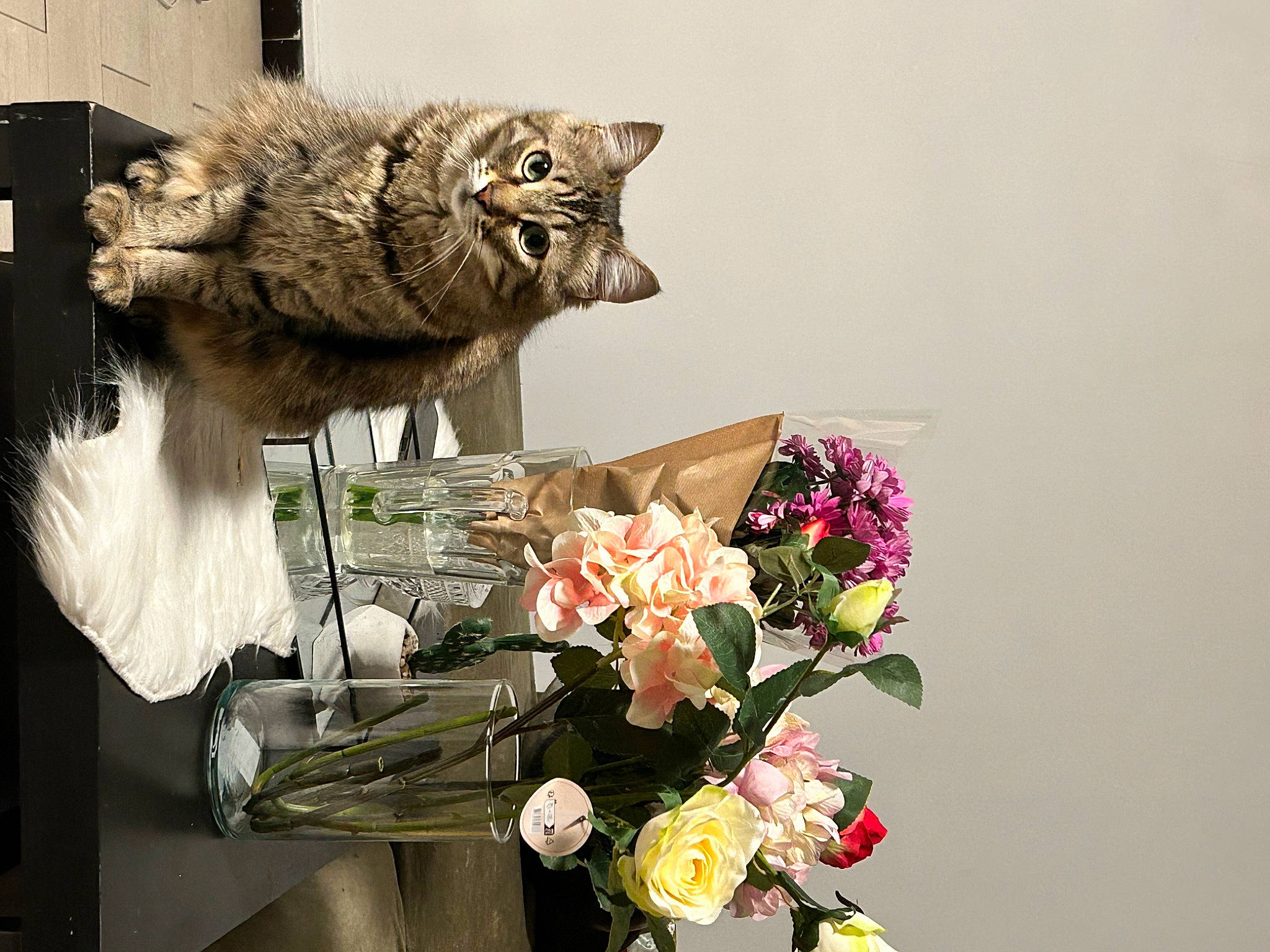 Amira participe au concours pour gagner de l'argent avec cette photo : art, artificial_flower, bouquet, carnivore, cat, cut_flowers, felidae, flower, flower_arranging, flowerpot, houseplant, hybrid_tea_rose, petal, plant, rose, small_to_medium_sized_cats, table, twig, whiskers, window
