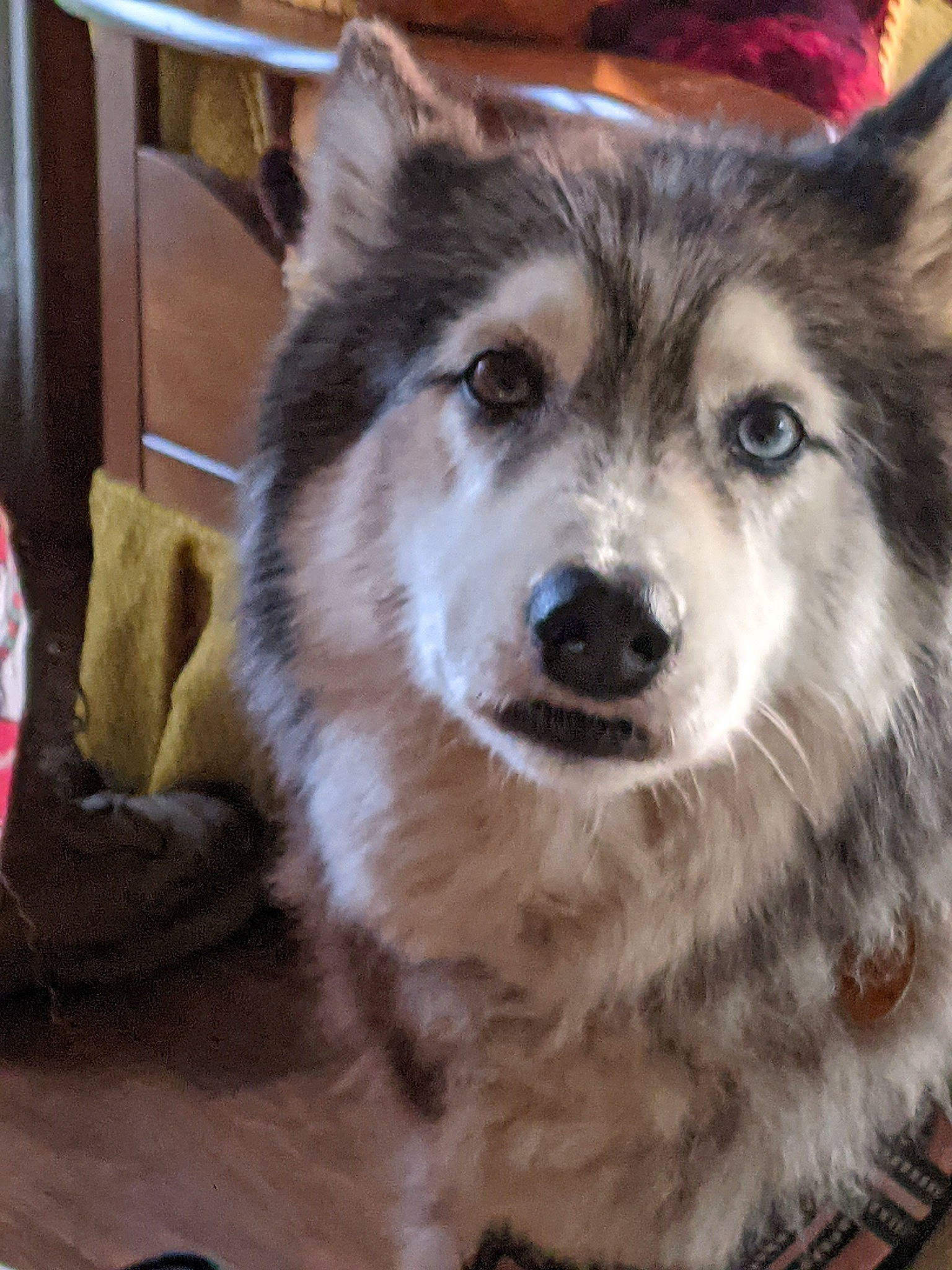 Nonnie is registered to the contest to win money with this photo: ancient_dog_breeds, canidae, canis, carnivore, companion_dog, dog, dog_breed, eye, fur, head, herding_dog, puppy, sled_dog, snout, sporting_group, terrestrial_animal, whiskers, working_animal, working_dog