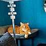 cat, tabby_cat, orange_cat, pet, indoor, teal_wall, lamp, chrome, mirror, pet_bed, suitcase, paw, whiskers, fur, relaxed, looking_at_camera, cozy, furniture, couch, portrait