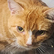 Pumpkin is registered to the contest to win money with this photo: cat, orange_tabby, close_up, whiskers, yellow_eyes, fur, nose, ear, face, portrait, pet, domestic_animal, tabby, stare, indoor, macro, mammal, closeup, curious, feline