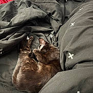 Sybil Mae joined the competition — help win amazing prizes! cat, black_cat, sleeping, curled_up, bed, blanket, duvet, fur, paw, indoor, cozy, pet, whiskers, ears, paws, closeup, resting, fabric, bedding, nap