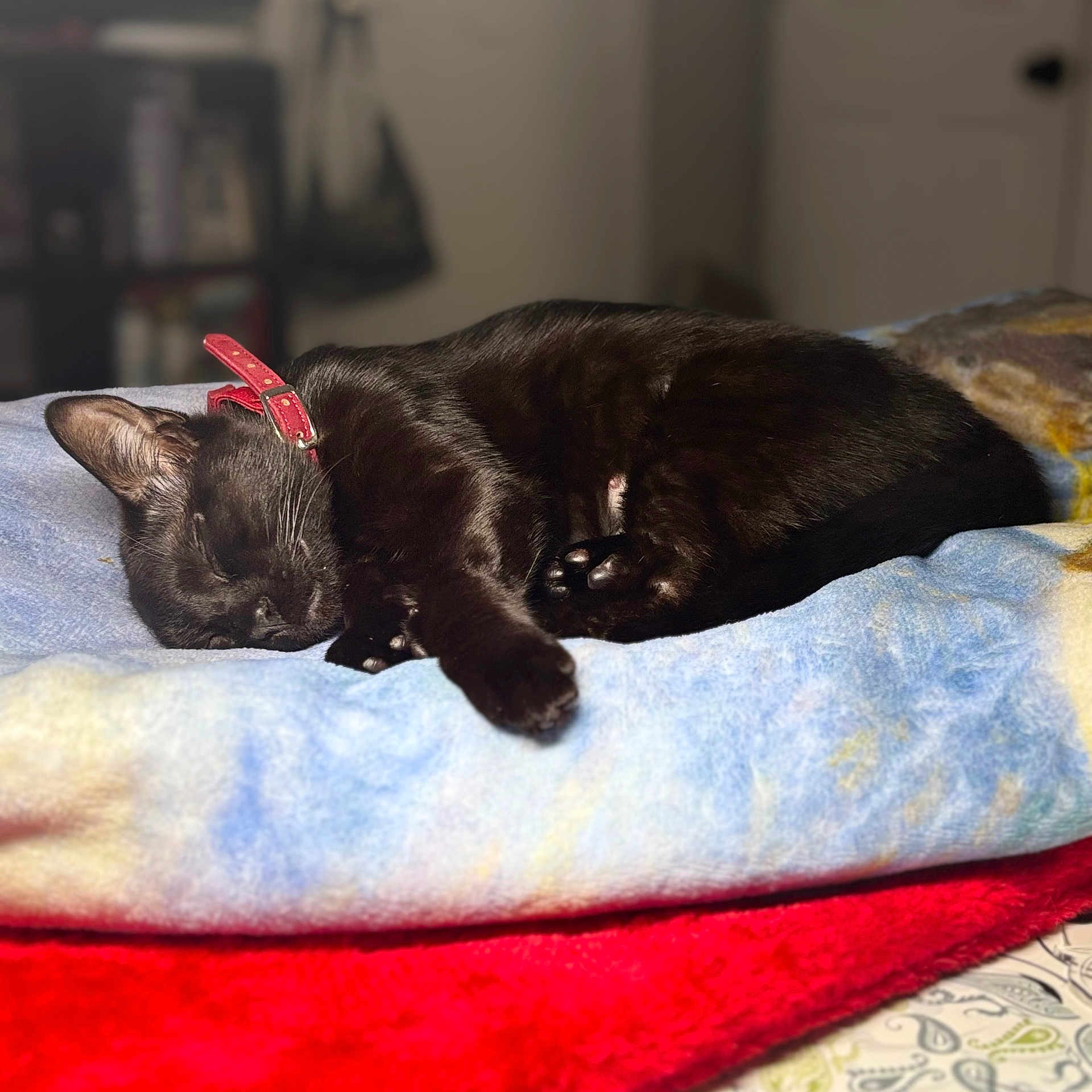Sybil Mae is registered to the contest to win money with this photo: black_cat, cat, sleeping, blanket, bed, paw, collar, red_collar, indoor, cozy, pet, fur, whiskers, nap, close_up, feline, bean_paws, soft_texture, portrait, bedroom