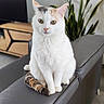 cat, kitten, white_cat, calico, pet, animal, sitting, portrait, close_up, green_eyes, whiskers, ears, tail, fur, leather_chair, houseplant, television, indoors, home, photography