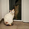 cat, cats, pet, feline, animal, white_cat, orange_cat, reflection, glass_door, indoor, hallway, tile_floor, sitting, portrait, whiskers, ears, fur, domestic_animal, reflection_cat, home