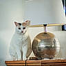 Lamine a rejoint le concours — aidez-le/la à gagner de superbes lots ! cat, white_cat, orange_markings, sitting, indoors, lamp, globe, wooden_cabinet, furniture, mirror, home_decor, portrait, pet, animal, eyes, ears, whiskers, wood, lighting, interior