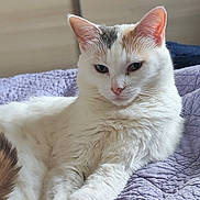 Lamine a rejoint le concours — aidez-le/la à gagner de superbes lots ! cat, white_cat, ginger_markings, pet, animal, feline, portrait, close_up, face, eyes, ears, whiskers, nose, fur, paws, lounging, bed, quilt, indoor, domestic