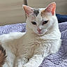 cat, white_cat, ginger_markings, pet, animal, feline, portrait, close_up, face, eyes, ears, whiskers, nose, fur, paws, lounging, bed, quilt, indoor, domestic