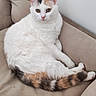 cat, calico_cat, pet, animal, feline, white_fur, orange_patches, black_patches, green_eyes, pink_nose, whiskers, pointed_ears, sitting, lounging, relaxed, couch, sofa, indoor, portrait, fur