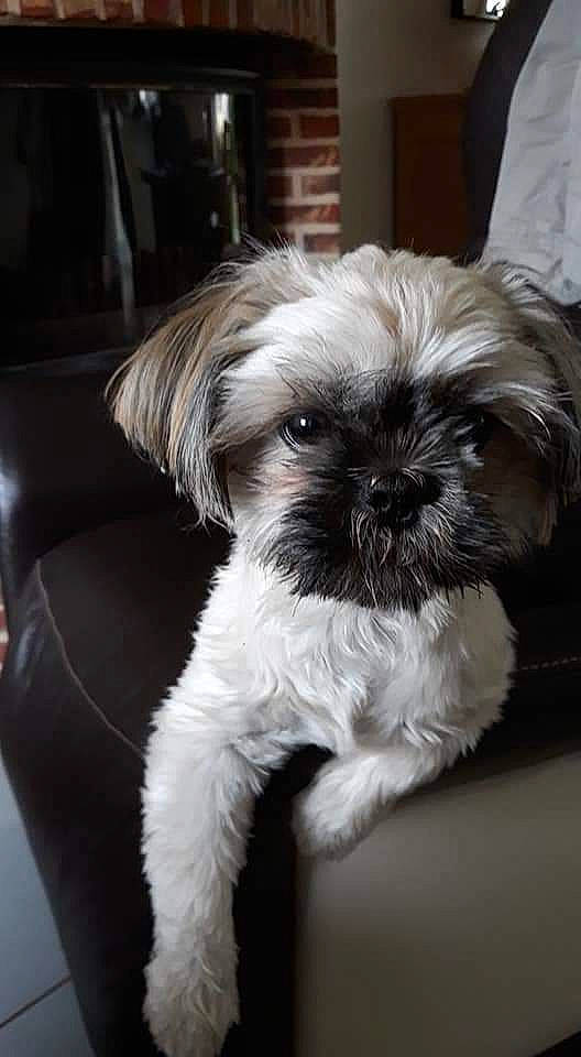 Nala participe au concours pour gagner de l'argent avec cette photo : canidae, carnivore, companion_dog, dog, dog_breed, fur, liver, maltepoo, non_sporting_group, pekapoo, poodle_crossbreed, shih_poo, shih_tzu, small_terrier, snout, sporting_group, terrier, toy_dog, working_animal