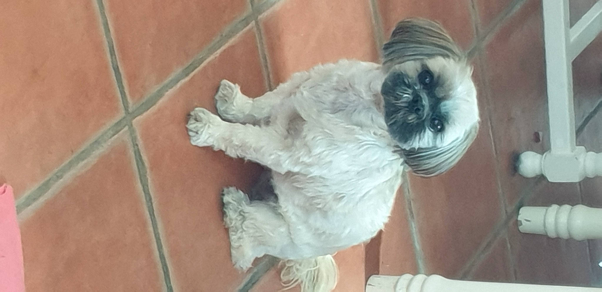 Nala