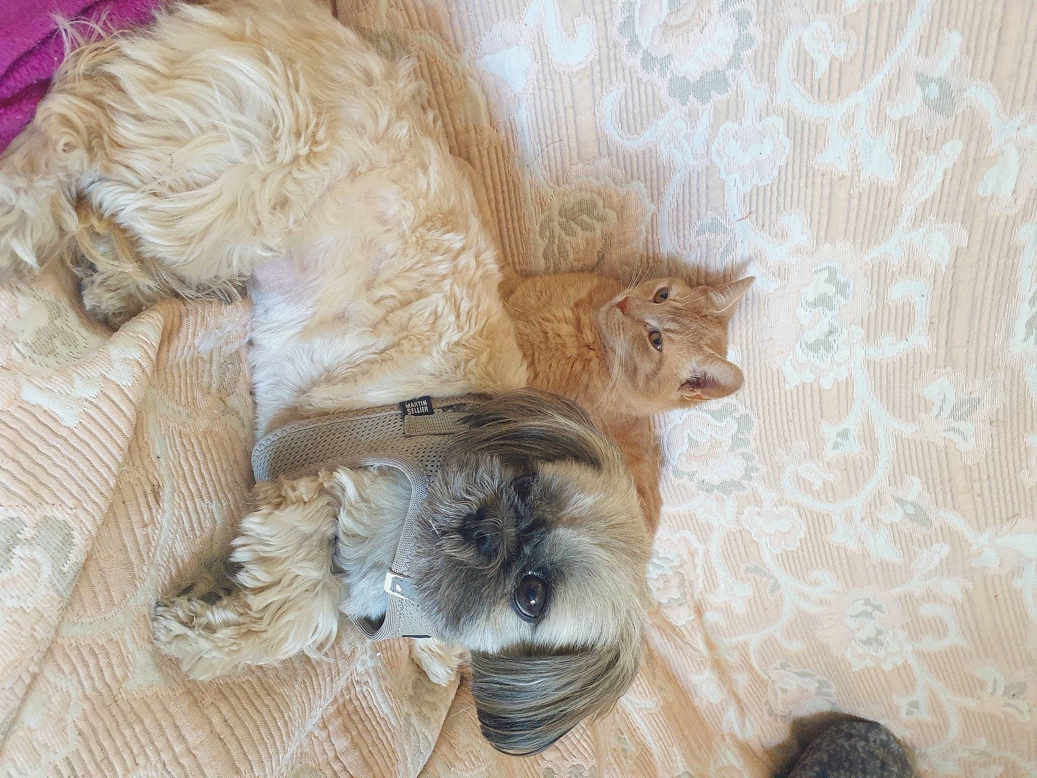Nala a rejoint le concours — aidez-le/la à gagner de superbes lots ! art, canidae, carnivore, fawn, felidae, fur, painting, small_to_medium_sized_cats, still_life, tail, visual_arts, whiskers, wood, working_animal