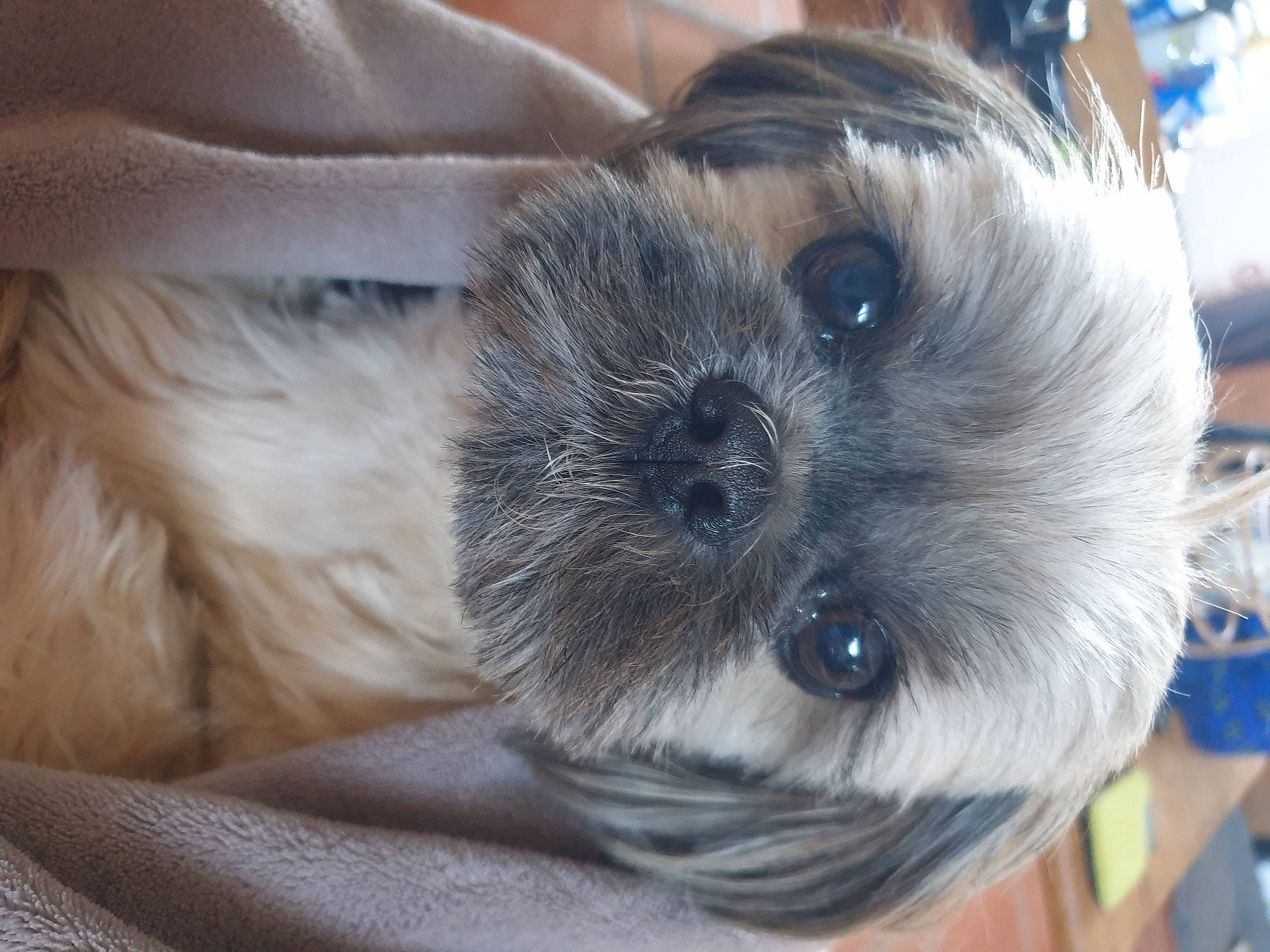 Nala a rejoint le concours — aidez-le/la à gagner de superbes lots ! camera, cameras_optics, canidae, carnivore, comfort, companion_dog, dog, dog_breed, fawn, fur, non_sporting_group, paw, puppy_love, small_terrier, snout, sporting_group, terrestrial_animal, toy_dog, whiskers, working_animal