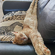 Chieunou participe au concours pour gagner de l'argent avec cette photo : cat, ginger_cat, sleeping, stretching, relaxed, cute, pet, animal, indoor, chair, leather, blanket, zebra_pattern, paws, whiskers, fur, orange, nap, cozy, funny
