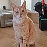 Chieunou a rejoint le concours — aidez-le/la à gagner de superbes lots ! cat, ginger_cat, orange_tabby, pet, animal, sitting, portrait, indoor, kitchen, wooden_floor, toaster, cleaning_supplies, upright, fur, whiskers, ears, eyes, long_tail, home, photography