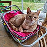 Chieunou participe au concours pour gagner de l'argent avec cette photo : cat, ginger_cat, orange_tabby, feline, pet, animal, sitting, relaxed, staring, portrait, whiskers, ears, fur, pink_chair, folding_chair, patio, garden, window, indoor, sunlight