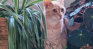 Chieunou participe au concours pour gagner de l'argent avec cette photo : cat, ginger_cat, orange_cat, feline, pet, animal, sitting, portrait, indoor, houseplants, potted_plants, greenery, leaves, whiskers, ears, eyes, fur, curious, home, nature