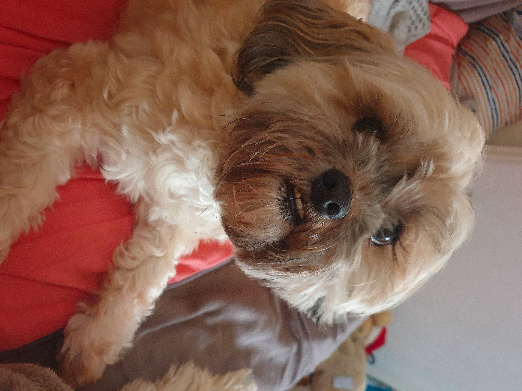 Lili a rejoint le concours — aidez-le/la à gagner de superbes lots ! canidae, carnivore, companion_dog, dog, dog_bed, dog_breed, dog_clothes, dog_supply, fawn, firefighter, fur, liver, puppy_love, shih_poo, small_terrier, snout, sporting_group, terrier, toy_dog, working_animal
