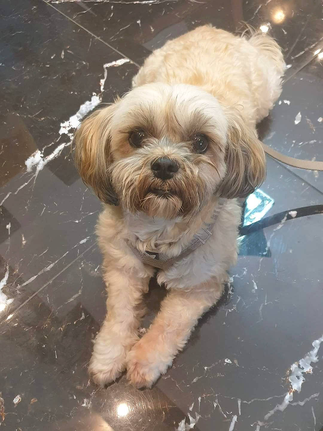 Lili participe au concours pour gagner de l'argent avec cette photo : ancient_dog_breeds, briquet_griffon_vendeen, canidae, carnivore, companion_dog, dog, dog_breed, fur, liver, maltepoo, non_sporting_group, poodle_crossbreed, puppy, puppy_love, small_terrier, snout, sporting_group, terrier, toy_dog, working_animal