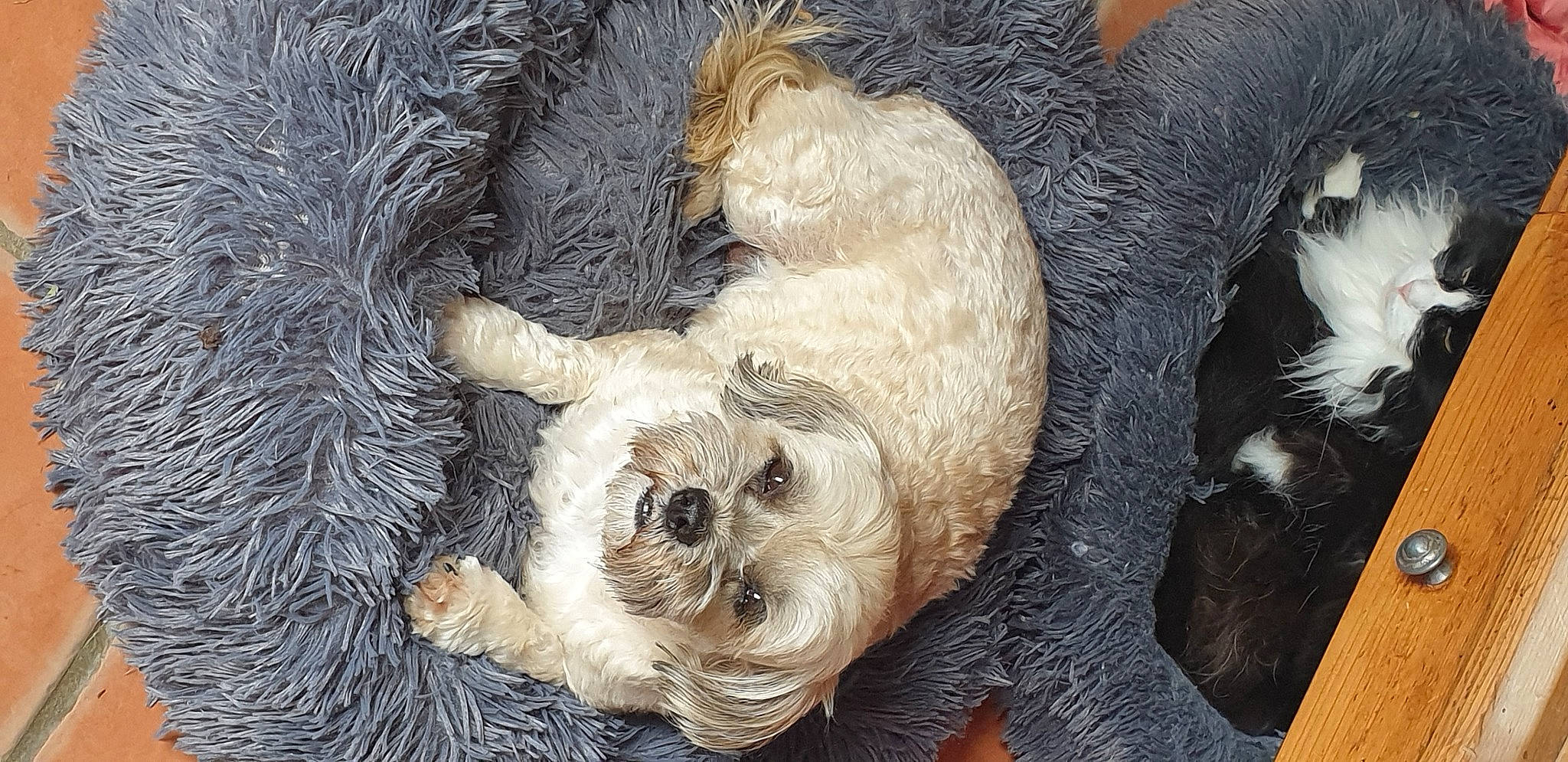 Lili participe au concours pour gagner de l'argent avec cette photo : canidae, carnivore, comfort, companion_dog, dog, dog_breed, fawn, fur, liver, nap, non_sporting_group, puppy, small_terrier, snout, sporting_group, terrier, toy, toy_dog, working_animal, wrinkle