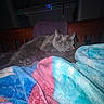 Captain is registered to the contest to win money with this photo: cat, sleeping, gray_cat, towel, wooden_headboard, blanket, colorful_blanket, cozy, indoor, pet, resting, fur, paw, bedroom, soft_texture, night, quiet, relaxation, domestic_animal, feline