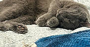 Captain joined the competition — help win amazing prizes! cat, gray_cat, sleeping, bed, blanket, knitted_blanket, hair_clip, paw, fur, cozy, indoor, resting, wooden_headboard, patterned_bedspread, feline, cute, pet, domestic_animal, relaxation, napping