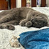 cat, gray_cat, sleeping, bed, blanket, knitted_blanket, hair_clip, paw, fur, cozy, indoor, resting, wooden_headboard, patterned_bedspread, feline, cute, pet, domestic_animal, relaxation, napping