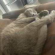 Captain joined the competition — help win amazing prizes! cat, sleeping, gray_cat, fur, paw, couch, leather, indoor, home, kitchen, appliance, refrigerator, stove, relaxation, pet, cozy, feline, animal, domestic, resting