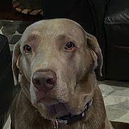 Sloan joined the competition — help win amazing prizes! dog, indoor, pet, brown_dog, collar, leather_couch, carpet, closeup, canine, animal, domestic, face, ears, floor, furniture, looking, sitting, mammal, house, companion
