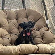 Sassí is registered to the contest to win money with this photo: dog, black_dog, pet, tongue_out, cushion, chair, outdoor, mesh, relaxing, happy, animal, fur, collar, tag, seat, comfort, small_dog, canine, cute, resting