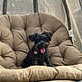 dog, black_dog, pet, tongue_out, cushion, chair, outdoor, mesh, relaxing, happy, animal, fur, collar, tag, seat, comfort, small_dog, canine, cute, resting