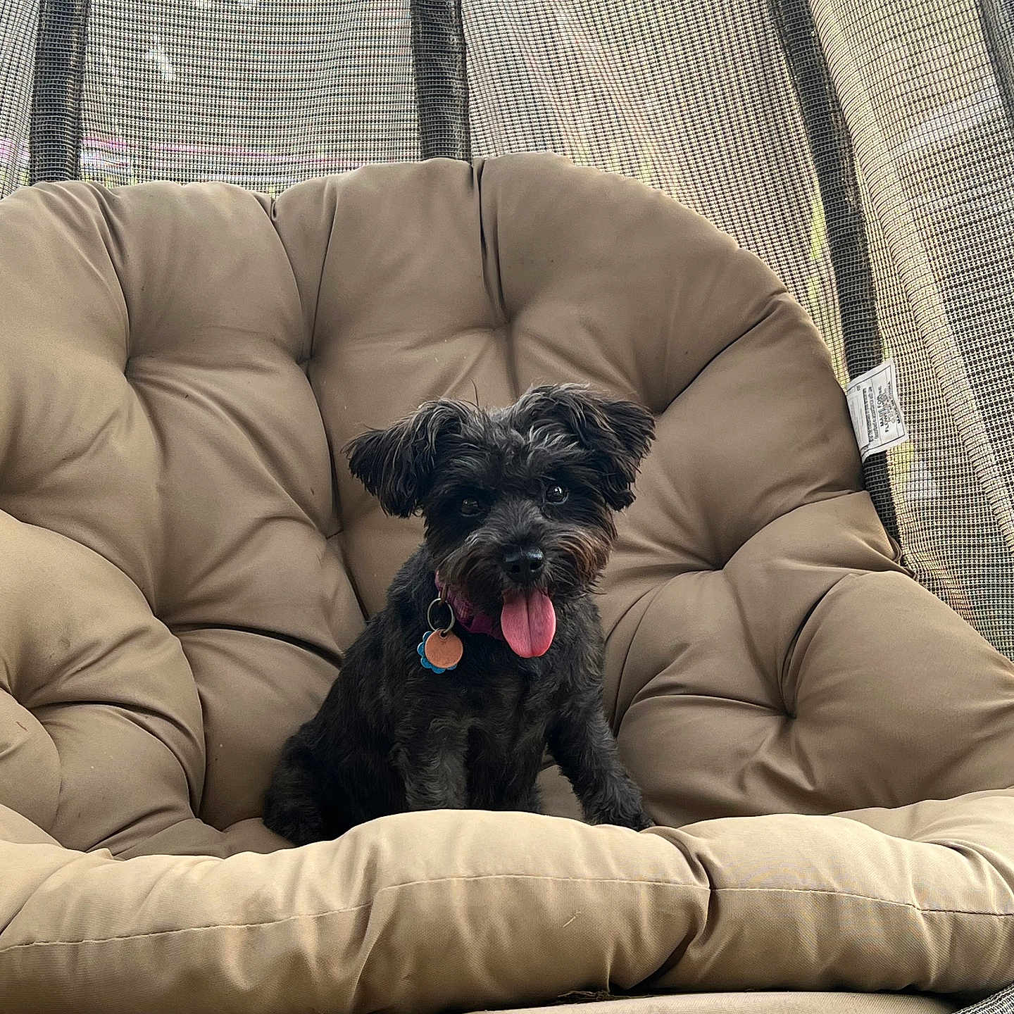 Sassí is registered to the contest to win money with this photo: animal, black_dog, canine, chair, collar, comfort, cushion, cute, dog, fur, happy, mesh, outdoor, pet, relaxing, resting, seat, small_dog, tag, tongue_out