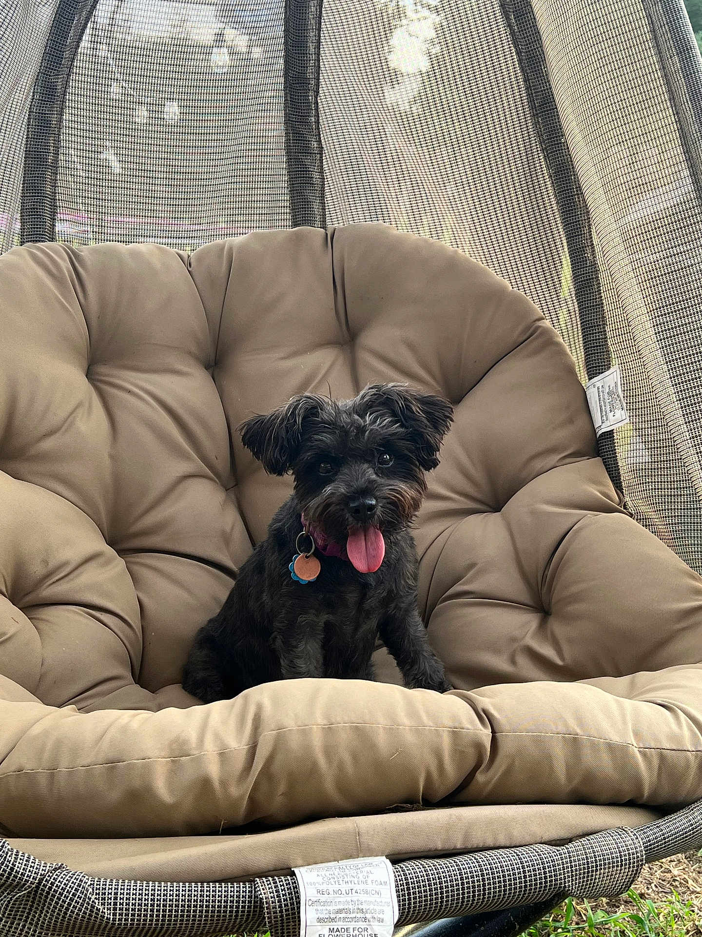 Sassí is registered to the contest to win money with this photo: dog, black_dog, pet, tongue_out, cushion, chair, outdoor, mesh, relaxing, happy, animal, fur, collar, tag, seat, comfort, small_dog, canine, cute, resting