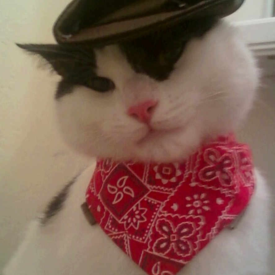Manolito is registered to the contest to win money with this photo: accessory, adorable, animal, bandana, black_and_white_cat, cat, close_up, costume, cute, domestic_cat, feline, fluffy, funny, hat, indoor, pet, pink_nose, portrait, red_bandana, whiskers