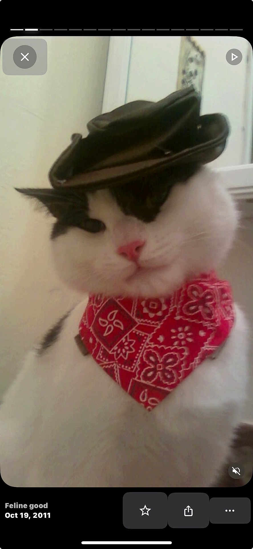 Manolito is registered to the contest to win money with this photo: cat, black_and_white_cat, hat, bandana, red_bandana, pet, animal, close_up, indoor, cute, feline, whiskers, pink_nose, portrait, costume, accessory, domestic_cat, fluffy, funny, adorable