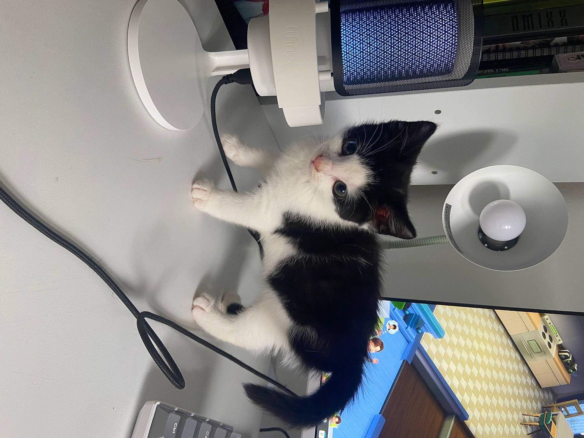 Lino is registered to the contest to win money with this photo: audio_equipment, auto_part, automotive_design, automotive_exterior, automotive_lighting, carnivore, cat, domestic_short_haired_cat, electrical_wiring, felidae, fender, hood, light, room, small_to_medium_sized_cats, snout, tail, vehicle, vehicle_door, whiskers