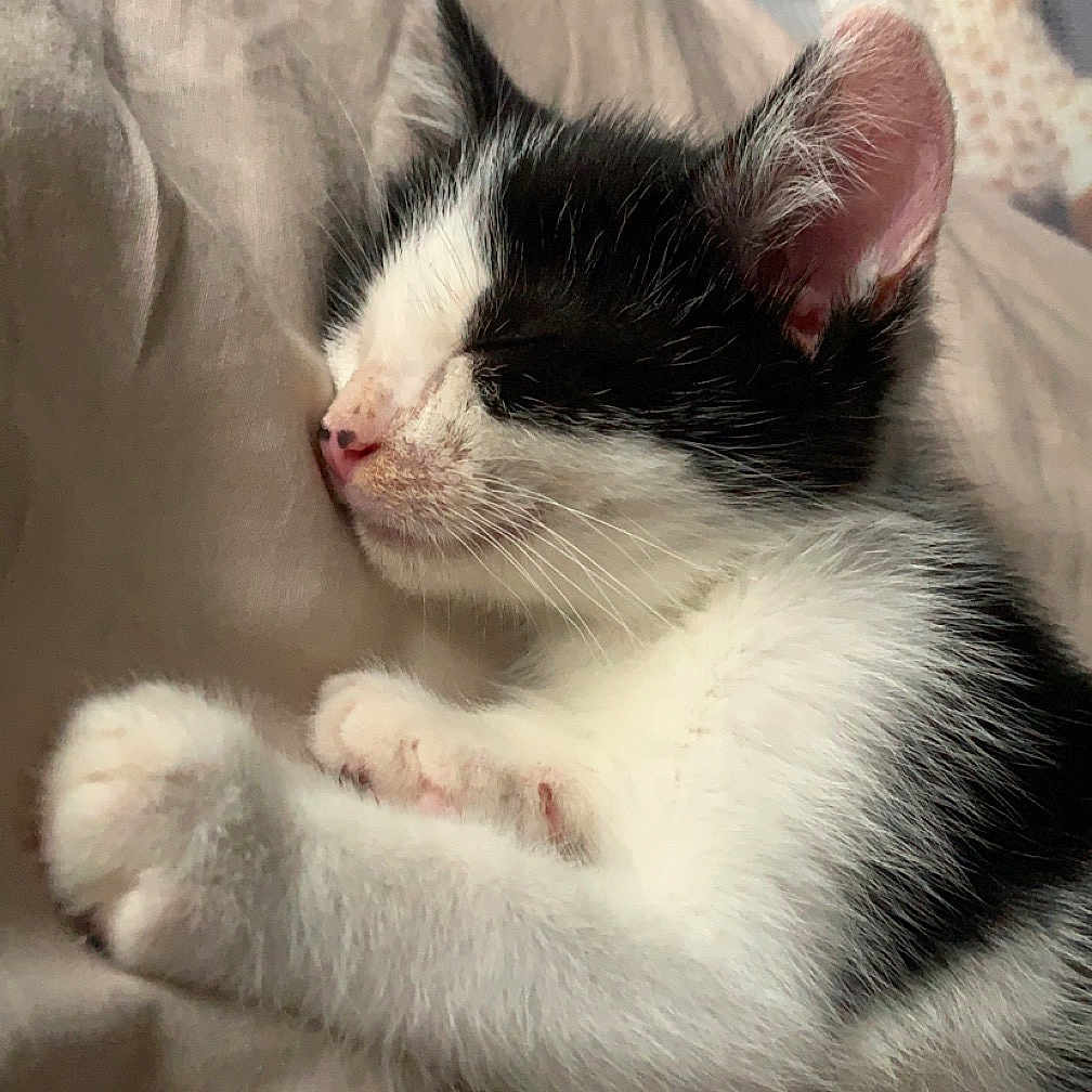 Athène participe au concours pour gagner de l'argent avec cette photo : abyssinian, angora, animal, bed, bedroom, blanket, cat, couch, furniture, hardwood, indoors, kitten, manx, person, pet, quilt, room, siamese, sleeping, wood