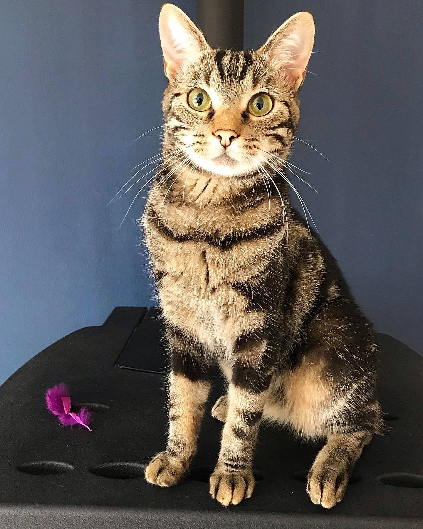 Roméo a rejoint le concours — aidez-le/la à gagner de superbes lots ! carnivore, cat, claw, domestic_short_haired_cat, felidae, foot, fur, paw, photo_caption, sitting, small_to_medium_sized_cats, snout, tail, terrestrial_animal, whiskers, wildlife