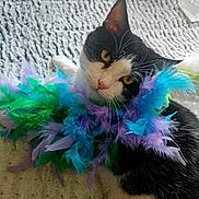 Mushu joined the competition — help win amazing prizes! animal, black_and_white, blanket, boa, cat, close_up, colorful, cozy, curious, feathers, feline, indoor, laying_down, pet, playful, portrait, soft, texture, whiskers, yellow_eyes