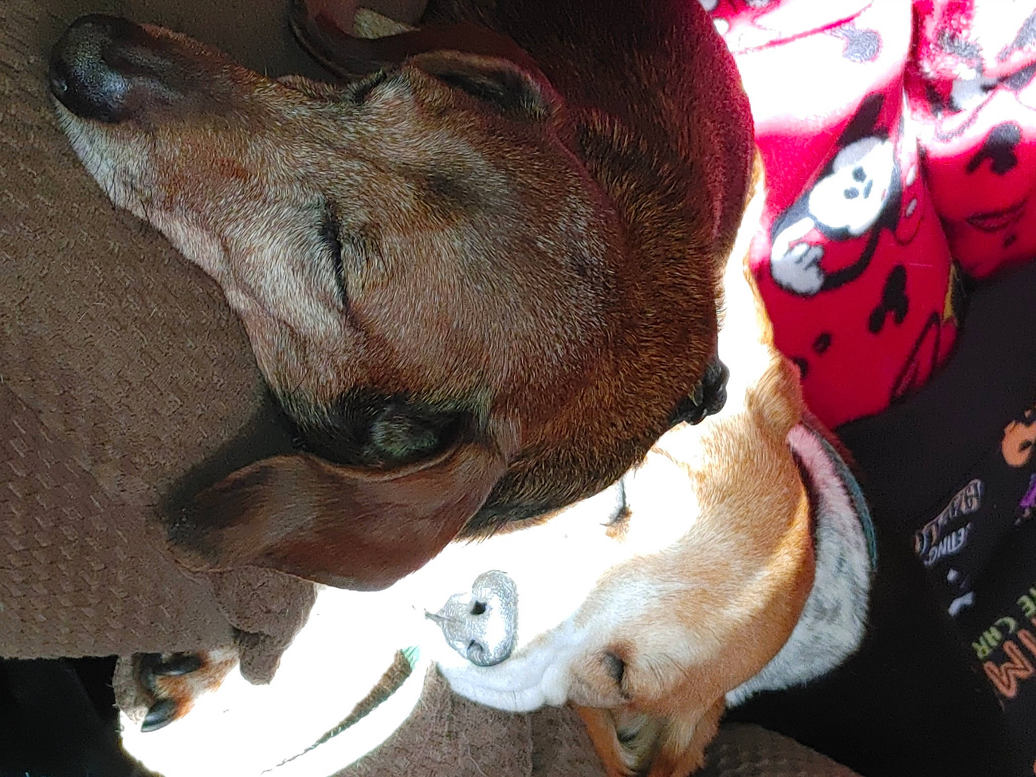 Coco is registered to the contest to win money with this photo: canidae, carmine, carnivore, collar, companion_dog, dog, dog_breed, dog_collar, dog_supply, ear, fawn, fur, liver, paw, pet_supply, snout, sporting_group, tail, whiskers, working_animal