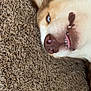 animal, blue_eye, brown, canine, carpet, close_up, cute, dog, fur, husky, indoors, lying_down, muzzle, nose, pet, playful, relaxed, snout, teeth, tongue