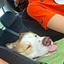 Rio joined the competition — help win amazing prizes! canine, car_interior, casual, closeup, daylight, dog, happy, human_face, orange_shirt, person, relaxing, resting, seat, seatbelt, sleeping_dog, smile, tongue_out, towel, transportation, window