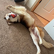 Rio is registered to the contest to win money with this photo: animal, ball, basket, brown, carpet, dog, door, floor, fun, fur, happy, home, indoor, mouth, paw, pet, playful, rolling, toy, white