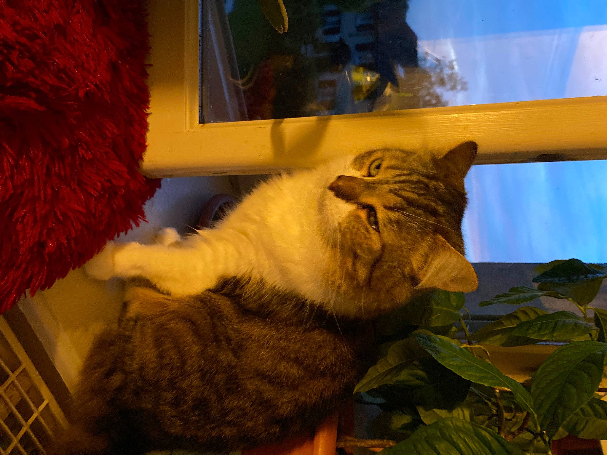 Mao participe au concours pour gagner de l'argent avec cette photo : carnivore, cat, claw, comfort, domestic_short_haired_cat, fawn, felidae, fur, houseplant, nap, organism, paw, plant, room, small_to_medium_sized_cats, snout, tail, whiskers, window, wood