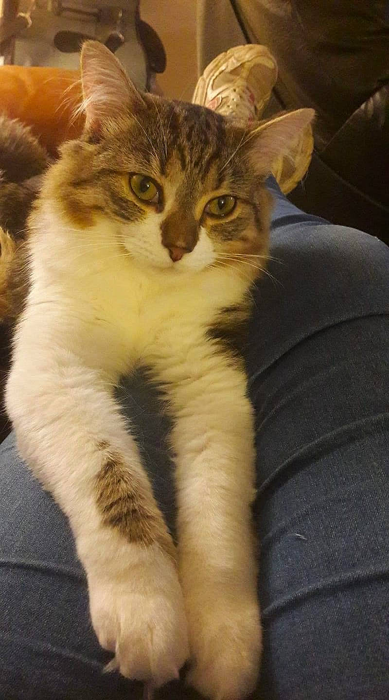 Mao participe au concours pour gagner de l'argent avec cette photo : carnivore, cat, claw, comfort, domestic_short_haired_cat, eye, felidae, fur, leg, paw, sitting, small_to_medium_sized_cats, snout, tail, terrestrial_animal, whiskers