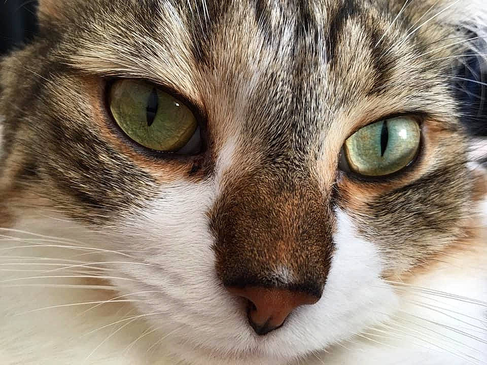 Mao a rejoint le concours — aidez-le/la à gagner de superbes lots ! carnivore, cat, close_up, curious, domestic_short_haired_cat, ear, felidae, fur, iris, small_to_medium_sized_cats, snout, terrestrial_animal, whiskers, wildlife