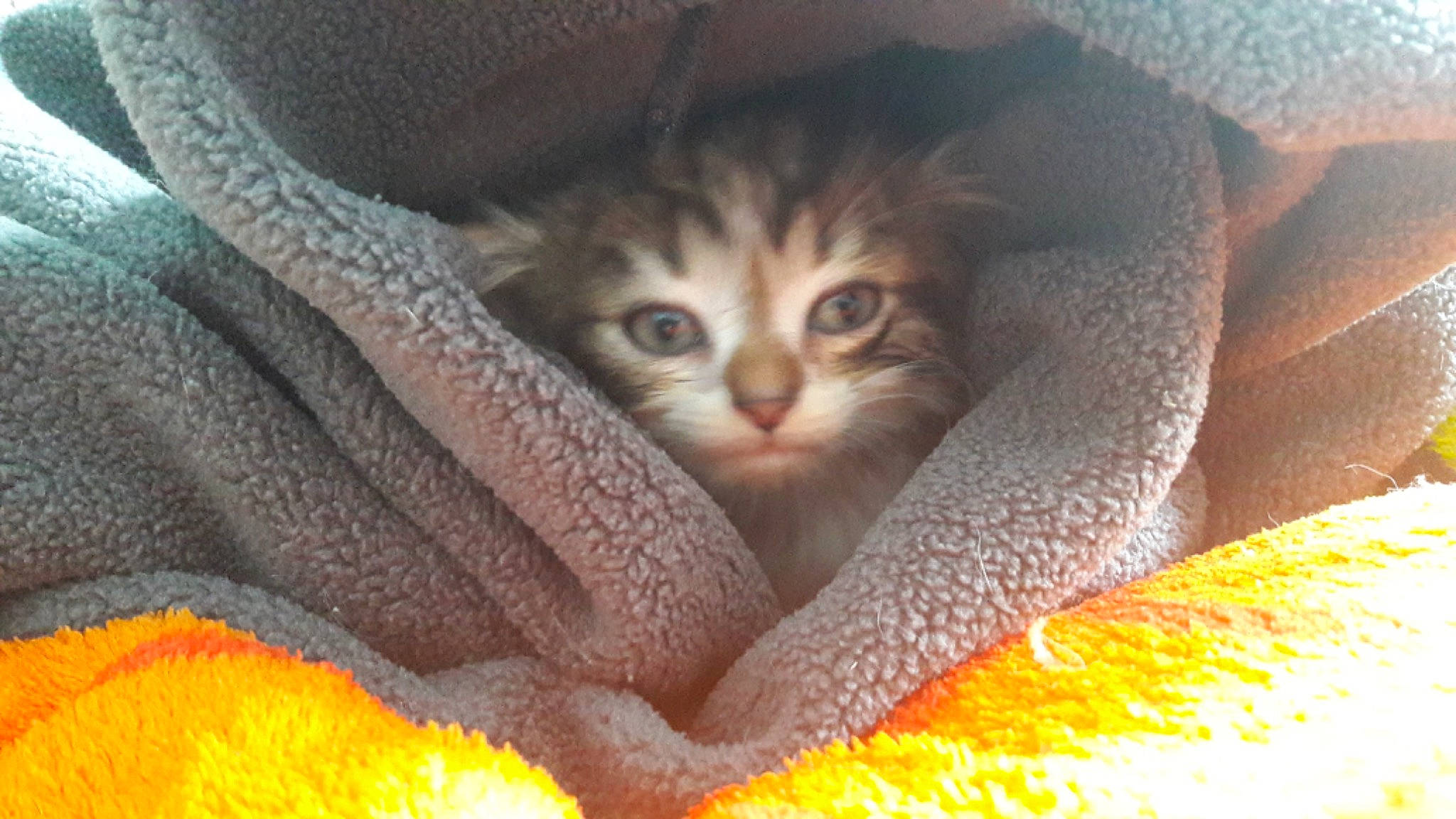 Mao a rejoint le concours — aidez-le/la à gagner de superbes lots ! carnivore, cat, cat_supply, claw, close_up, comfort, domestic_short_haired_cat, fawn, felidae, fur, grey, linens, nap, paw, small_to_medium_sized_cats, snout, tail, textile, vertebrate, whiskers